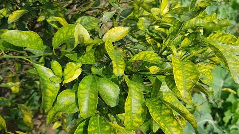 Các nguyên tố vi lượng cần thiết cho cây trồng