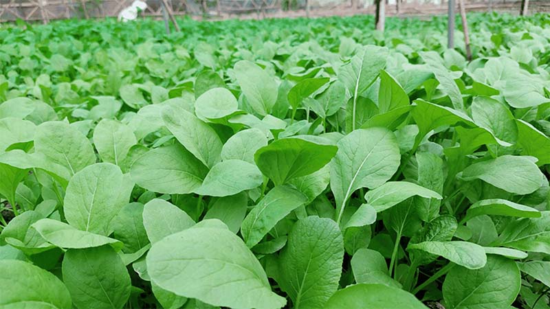 Chu kì bón phân cho rau ăn lá