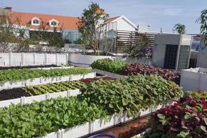 Chu kì bón phân cho rau ăn lá