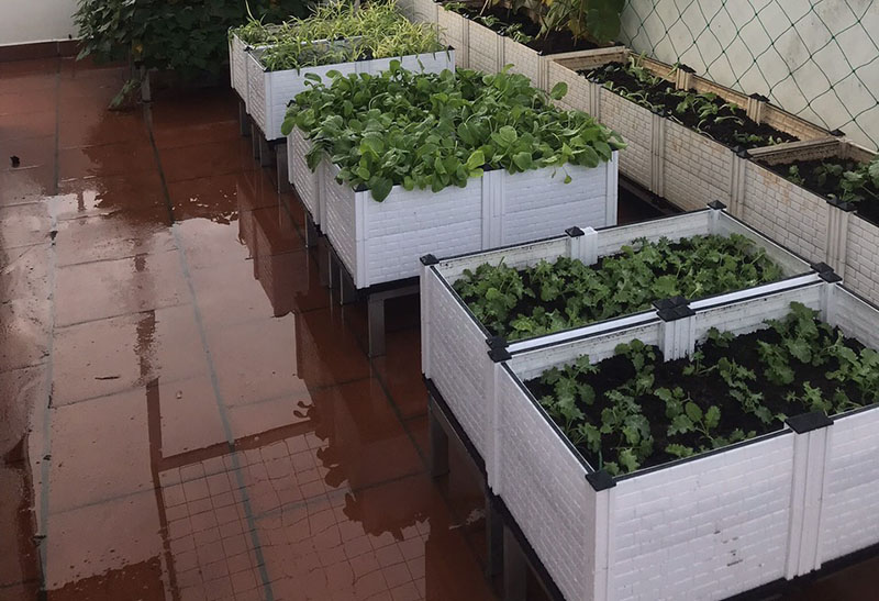 Chu kì bón phân cho rau ăn lá