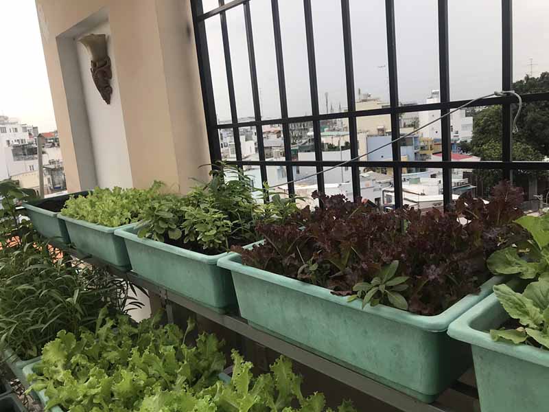 Lợi ích trồng rau sạch tại nhà