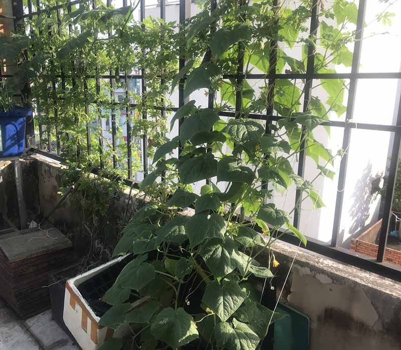 Lợi ích trồng rau sạch tại nhà