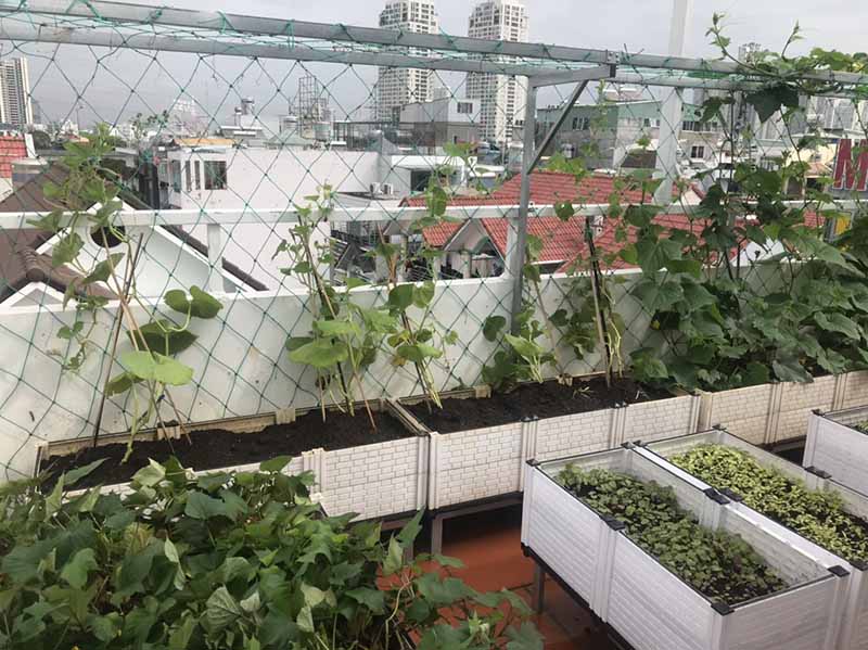 Lợi ích trồng rau sạch tại nhà