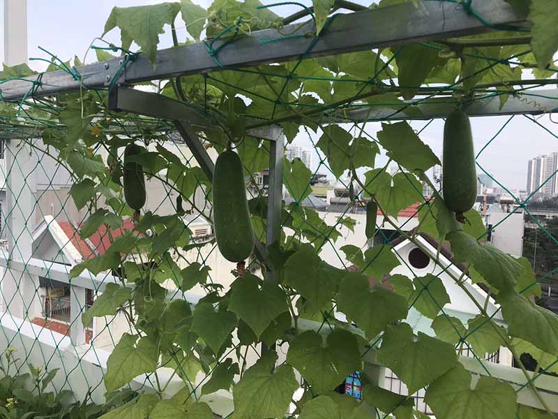 Lợi ích trồng rau sạch tại nhà