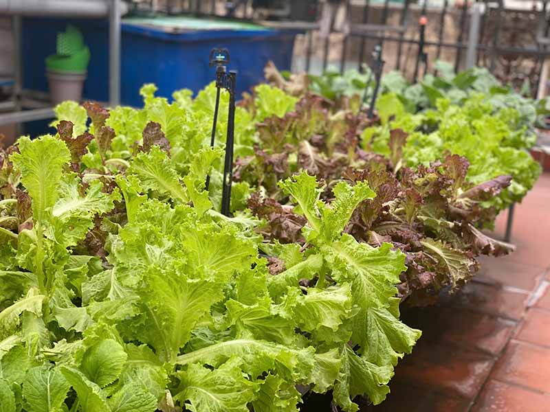 Mẹo vặt trồng rau sạch