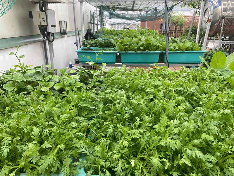 Mẹo vặt trồng rau sạch