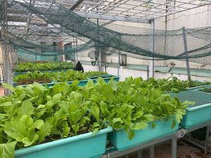 Mẹo vặt trồng rau sạch