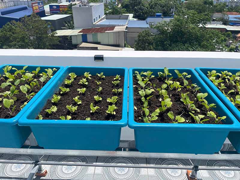 Mẹo vặt trồng rau sạch