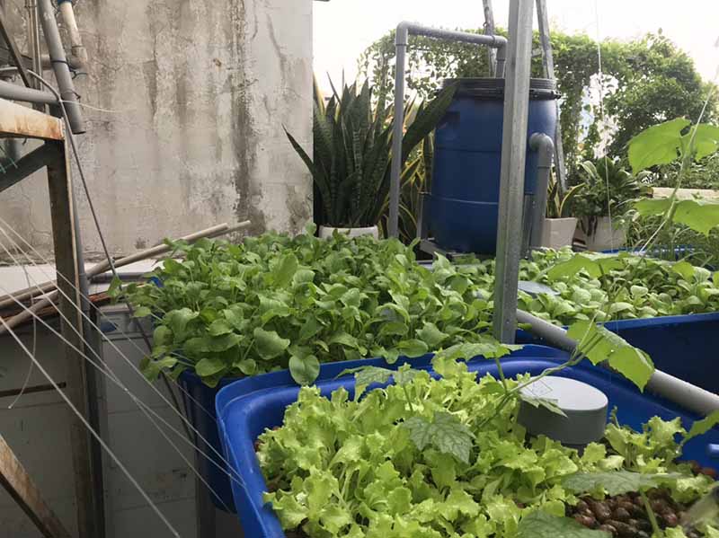 Mẹo vặt trồng rau sạch