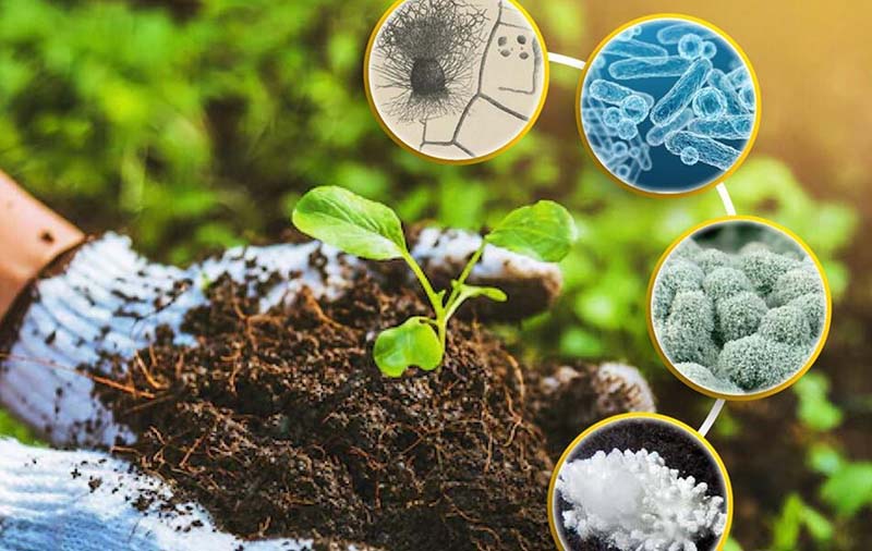 Phân bón sinh học và chế phảm vi sinh