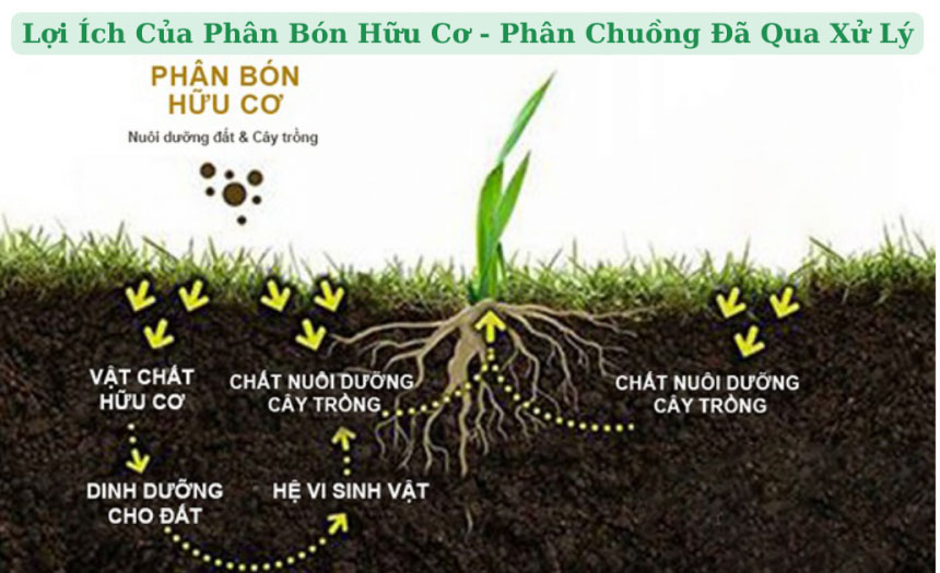 Phân hữu cơ