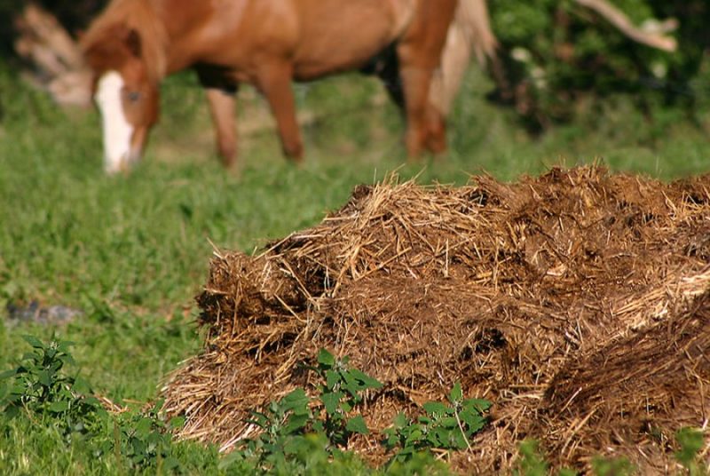 Phan hữu cơ hoai mục