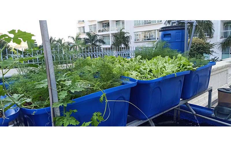 Trồng rau hữu cơ Aquaponics