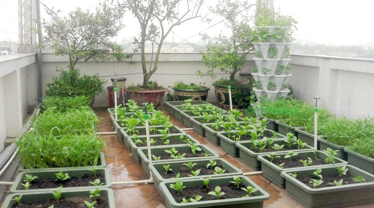 Tự lắp đặt hệ thống tưới tự động