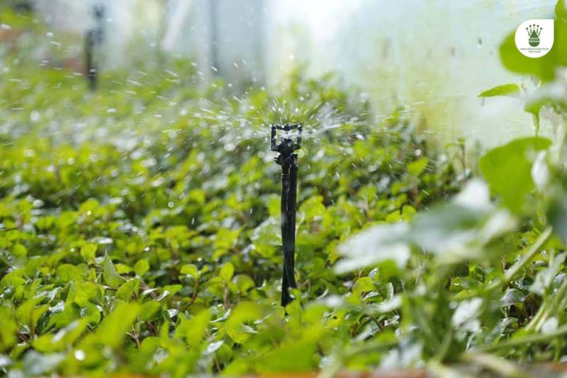 Tự lắp đặt hệ thống tưới tự động