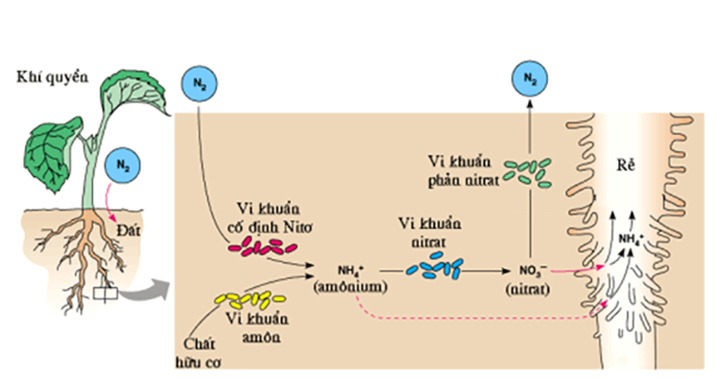 Vai trò của phân đạm (N) đối với cây trồng