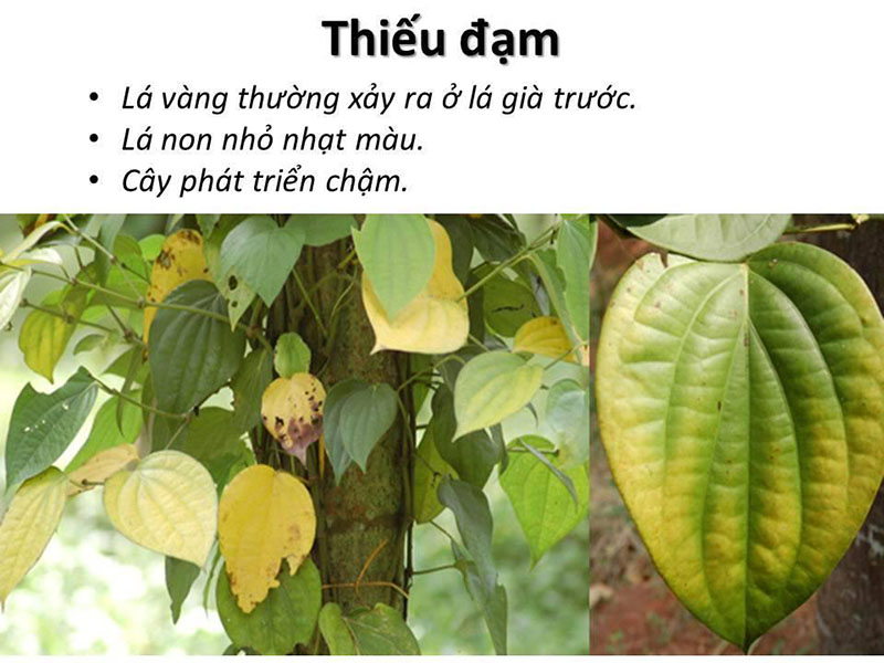 Vai trò của phân đạm (N) đối với cây trồng