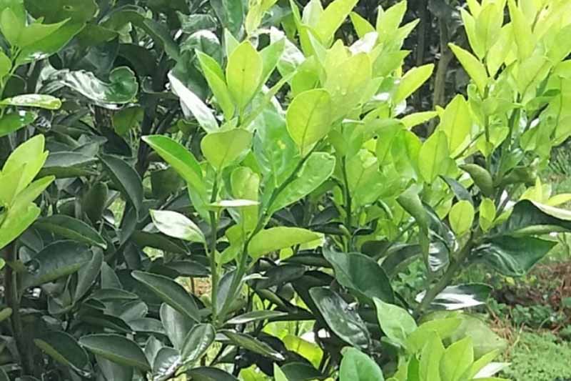 Vai trò của phân đạm (N) đối với cây trồng