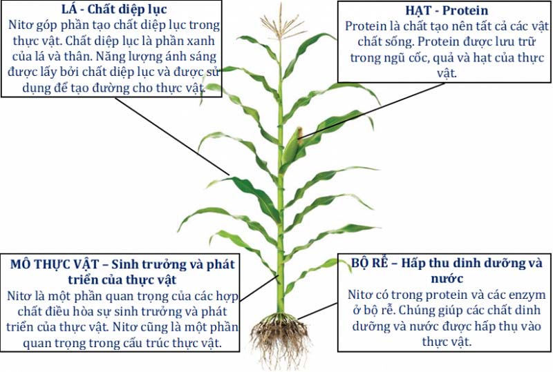 Vai trò của phân đạm (N) đối với cây trồng