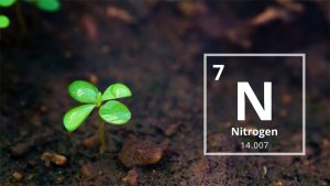 Vai trò của phân đạm (N) đối với cây trồng