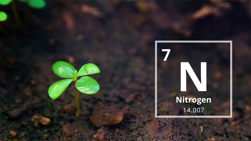 Vai trò của phân đạm (N) đối với cây trồng