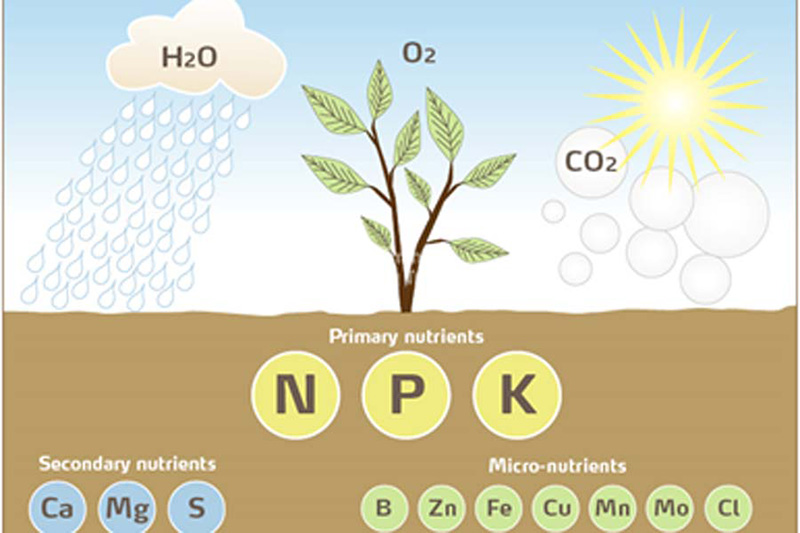 Vai trò của phân Kali với cây trồng