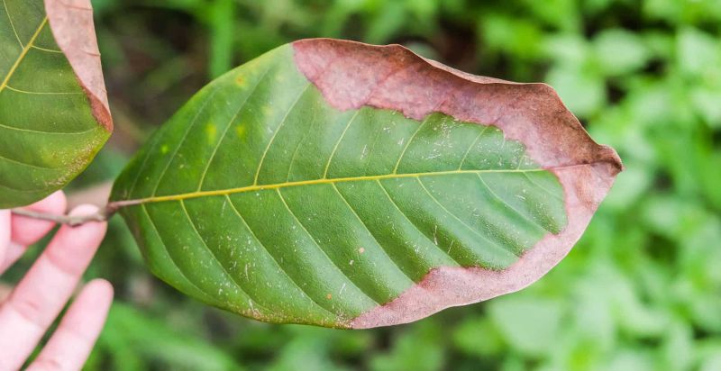 Vai trò của phân Kali với cây trồng