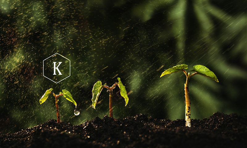 Vai trò của phân Kali với cây trồng