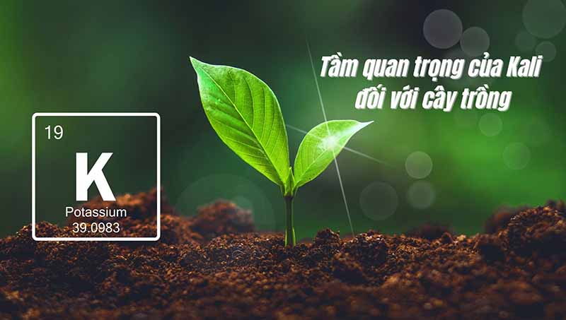 Vai trò của phân Kali với cây trồng