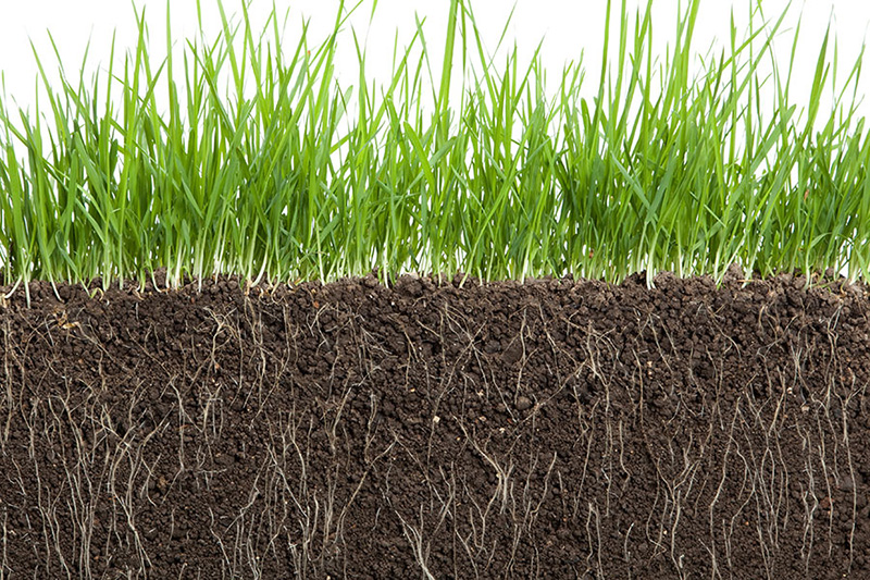 Vai trò của phân Lân với cây trồng