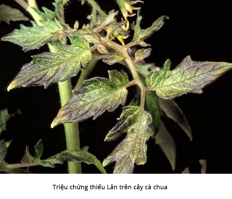 Vai trò của phân Lân với cây trồng