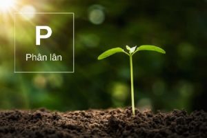Vai trò của phân Lân với cây trồng