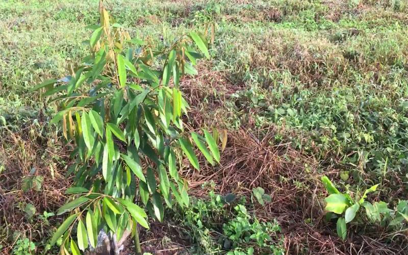 Vai trò của phân Lân với cây trồng