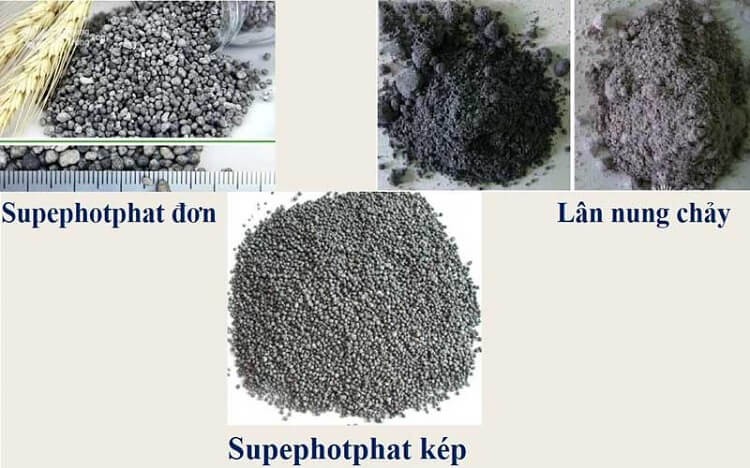 Vai trò của phân Lân với cây trồng