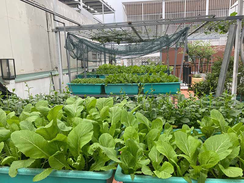 Phân trùn quế trồng rau sạch