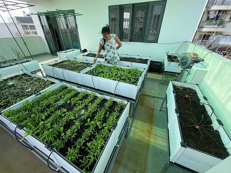 Mô hình trồng rau an toàn cho nhà phố