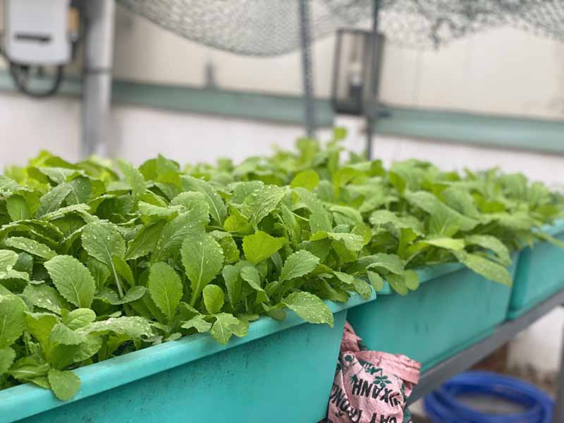 Top 10 các loại rau dễ trồng tại nhà