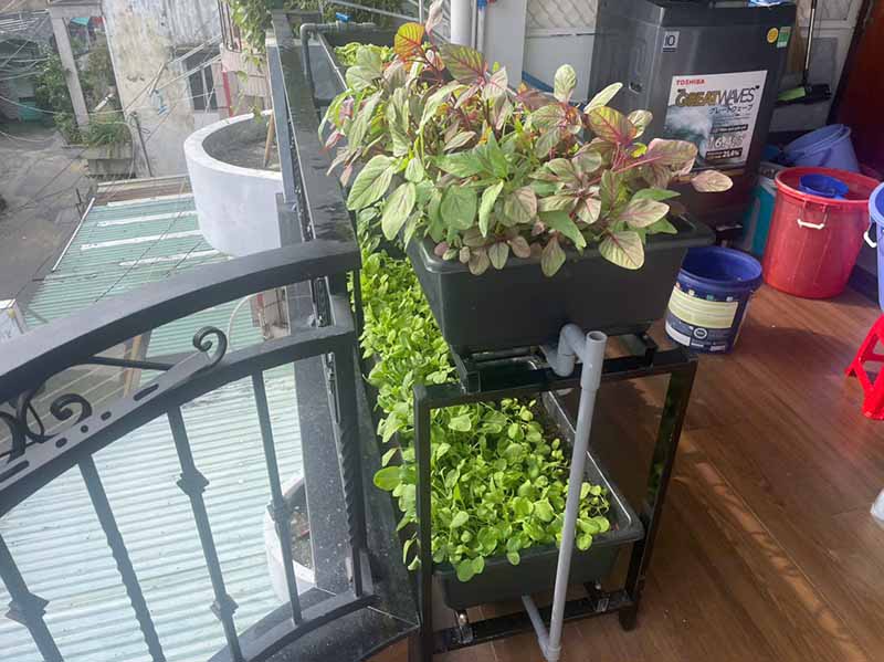 Top 10 các loại rau dễ trồng tại nhà