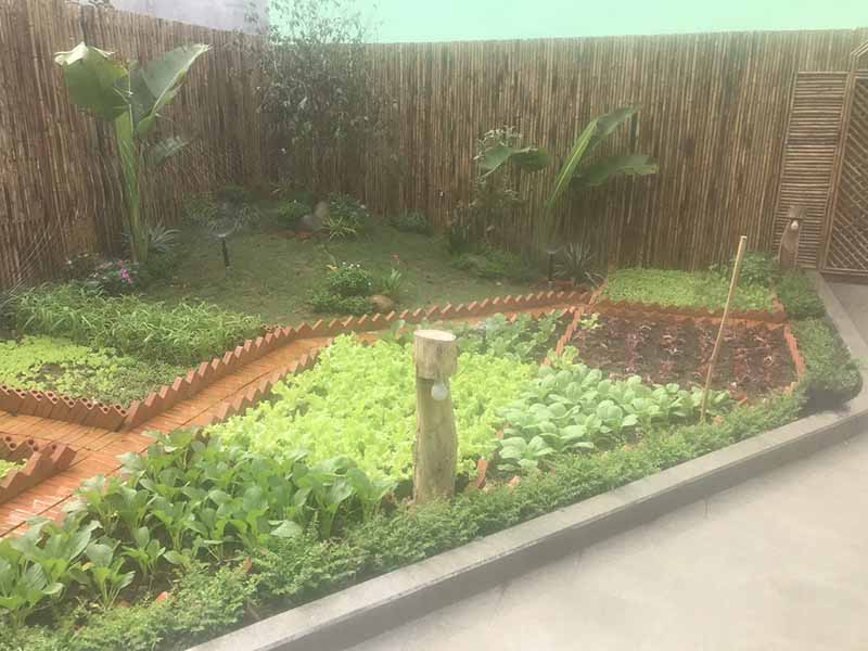 Top 10 các loại rau dễ trồng tại nhà