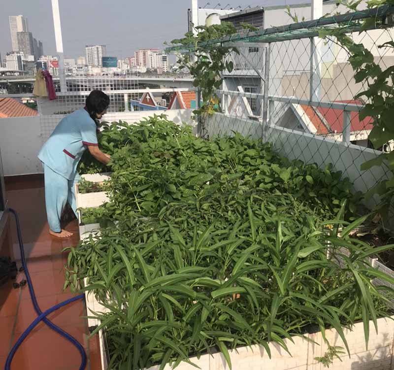 Top 10 các loại rau dễ trồng tại nhà