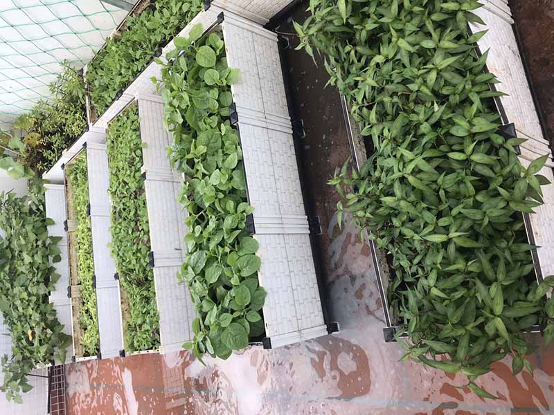 Top 10 các loại rau dễ trồng tại nhà