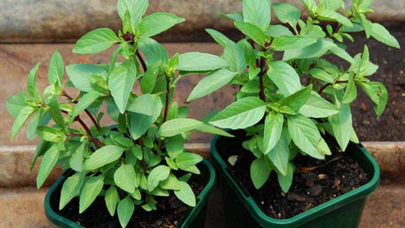 Top 10 các loại rau dễ trồng tại nhà