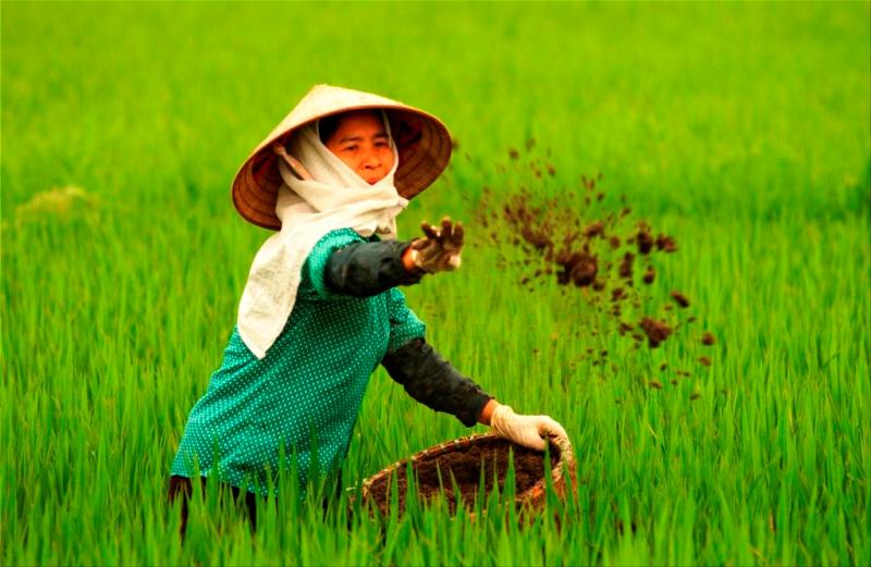 Sai lầm khi bón phân 