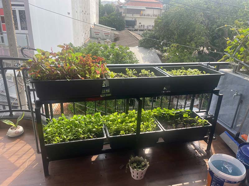 Trồng rau trên ban công