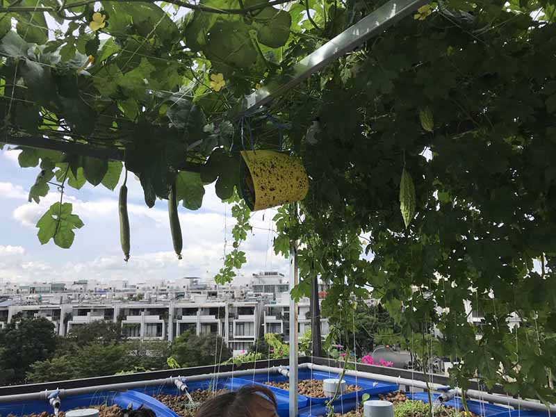 Trồng rau trên sân thượng