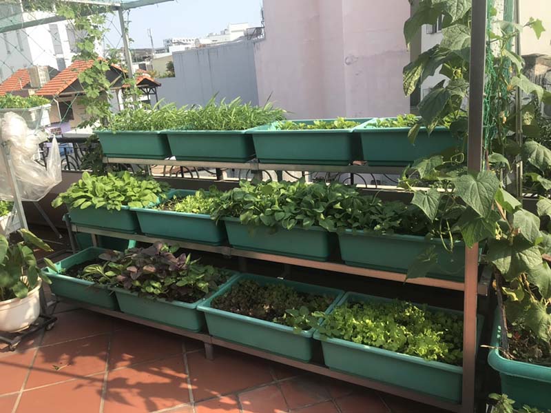 Trồng rau trên sân thượng