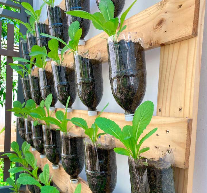 Vườn rau bằng chai nhựa