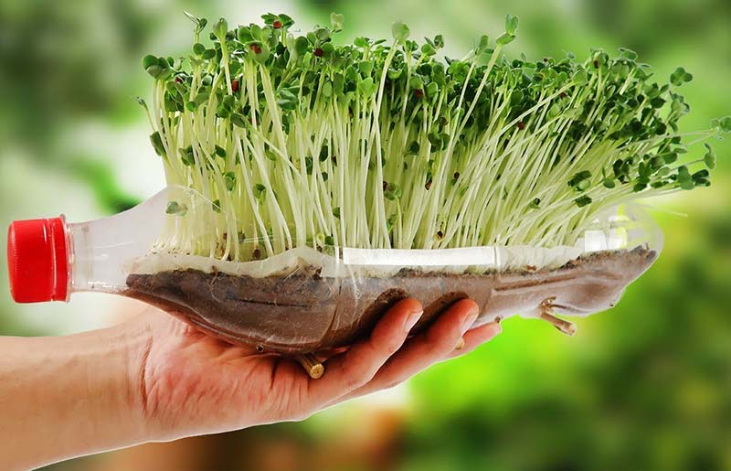 Vườn rau bằng chai nhựa