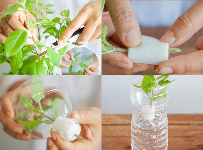 Vườn rau bằng chai nhựa