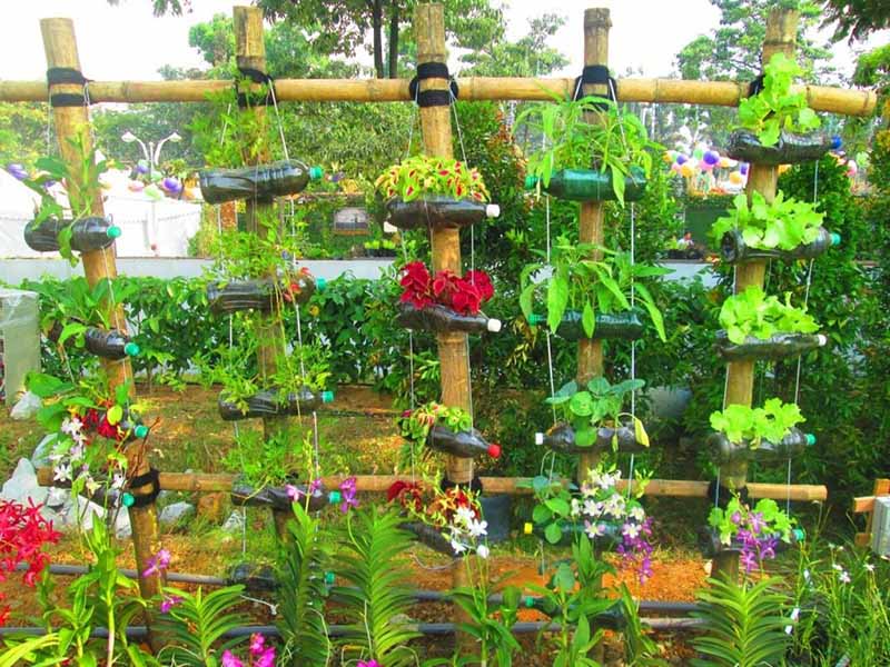 Vườn rau bằng chai nhựa